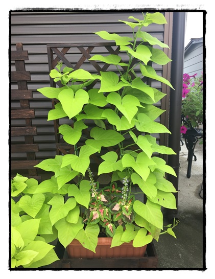 「テラスライム」の育て方!素敵なツル性植物の世界